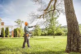 Best Fruit Tree Pruning  in Lindale, TX